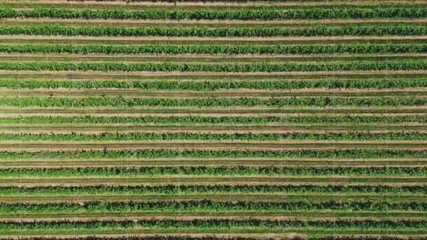 Aerial view of vineyard rows in Mala Remeta Serbia.