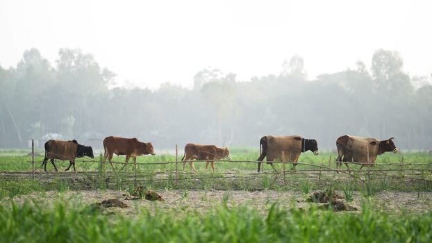 View of cows walking along a fence in a rural field Bangladesh.