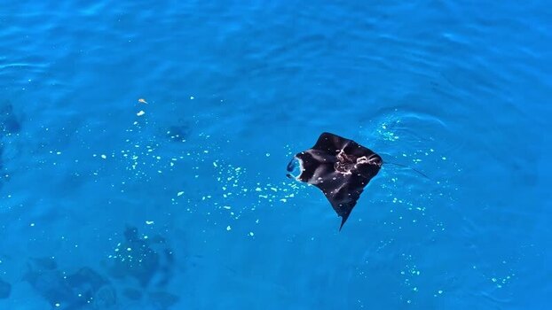 Aerial view of a manta ray swimming Maldives. Aerial view of a manta ray swimming Maldives.