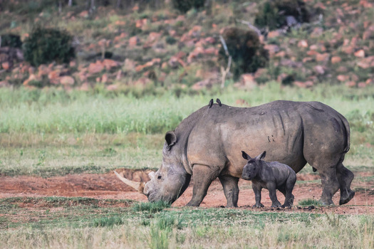 View of a white rhinoceros and its calf grazing in the savanna with oxpeckers on its back at Welgevonden Game Reserve Waterberg District Municipality Limpopo South Africa.