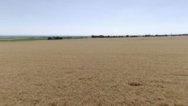 Aerial view of wheat field in Novi Sad Serbia. Aerial view of wheat field in Novi Sad Serbia.