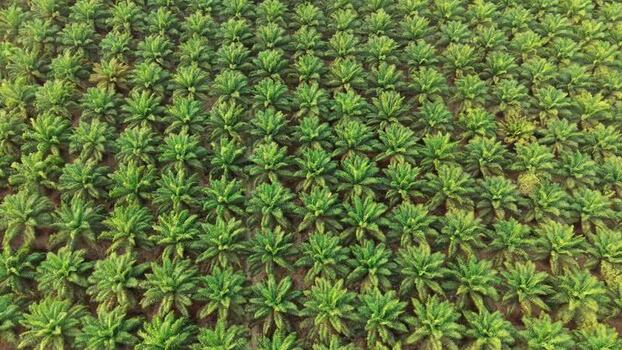 Aerial view of oil palm plantation in Indonesia. Aerial view of oil palm plantation in Indonesia.