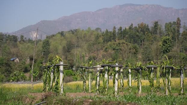 View of dragon fruit plants on a farm in the mountains Nepal.