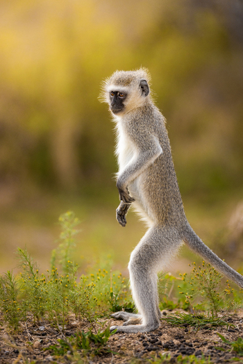 View of a vervet monkey standing upright on its hind legs in the wild at Kruger National Park Kruger Park Mpumalanga South Africa. View of a vervet monkey standing upright on its hind legs in the wild at Kruger National Park Kruger Park Mpumalanga South Africa.