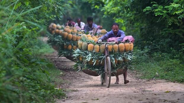 View of men transporting pineapples on bicycles Bangladesh. View of men transporting pineapples on bicycles Bangladesh.
