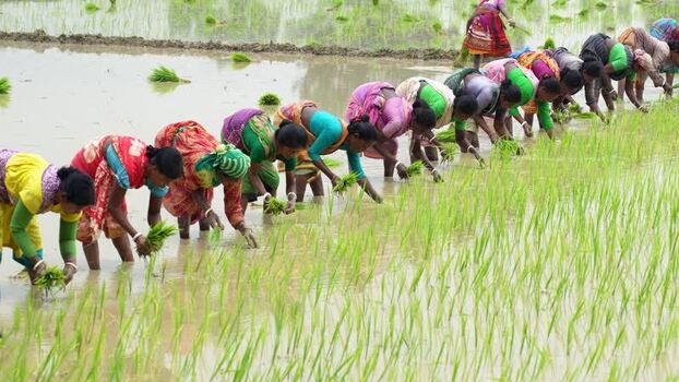 View of women planting rice in a paddy field Bangladesh. View of women planting rice in a paddy field Bangladesh.