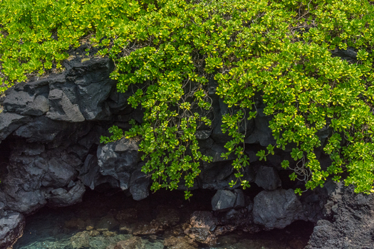 View of lush green coastal vegetation growing over dark volcanic lava rocks above clear water in Maui Hawaii United States.