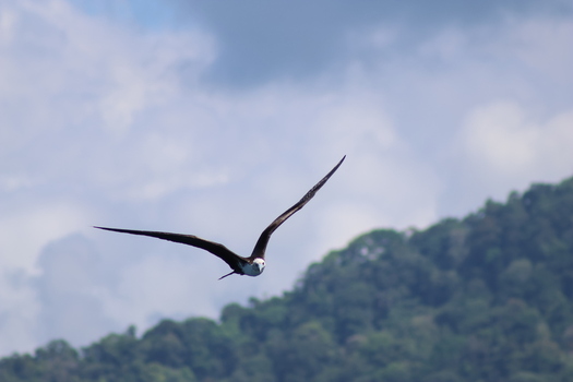 View of a frigatebird soars with outstretched wings against a backdrop of verdant hills and a sky brushed with soft clouds Quepos Puntarenas Province Costa Rica.