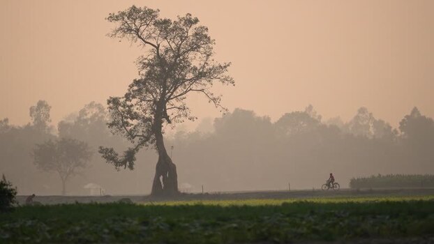 View of a solitary tree and a cyclist in a misty field Bangladesh. View of a solitary tree and a cyclist in a misty field Bangladesh.