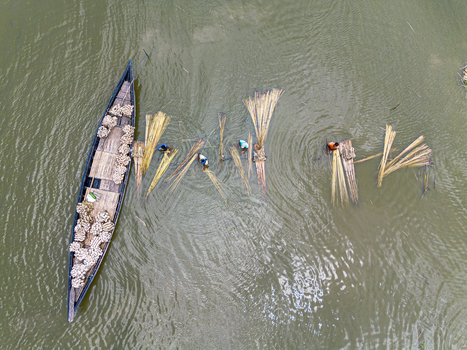 Natore Bangladesh 25 July 2026 Aerial view of workers processing jute in the river with a long wooden boat loaded with fiber bundles and people standing in the water.