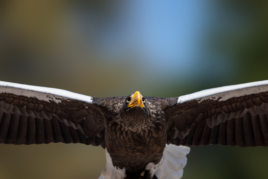 View of a majestic Steller s Sea Eagle in flight with its wings spread wide against a blurred natural background in Selestat Grand Est France.