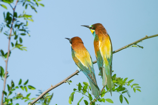 Aerial view of two colorful European bee eaters perched on a leafy branch against a clear blue sky in Bina Nitra Region Slovakia.