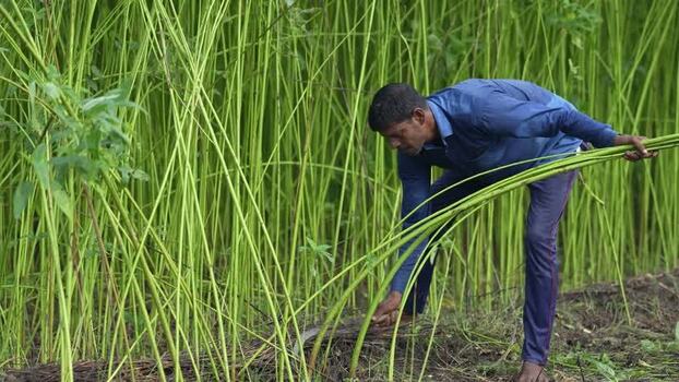View of a farmer harvesting jute stalks in Jamalpur Bangladesh.