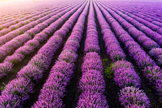 Aerial view of vibrant purple lavender rows stretching across a vast field during golden hour in Bulgaria. Aerial view of vibrant purple lavender rows stretching across a vast field during golden hour in Bulgaria.