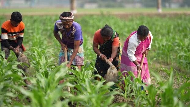 View of farmers working in a field in Bogura Bangladesh. View of farmers working in a field in Bogura Bangladesh.
