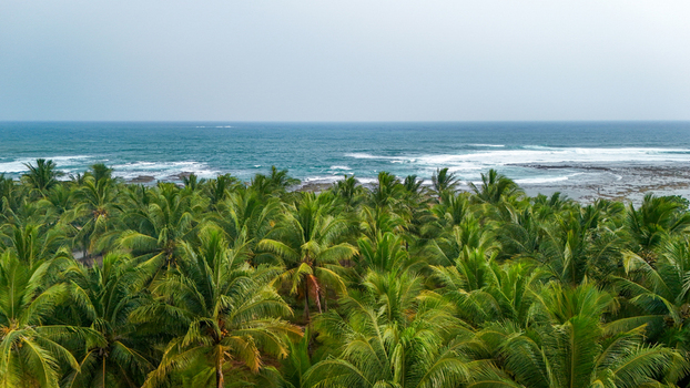 Aerial view of a lush palm tree forest bordering a sandy beach and the blue ocean in Indonesia. Aerial view of a lush palm tree forest bordering a sandy beach and the blue ocean in Indonesia.