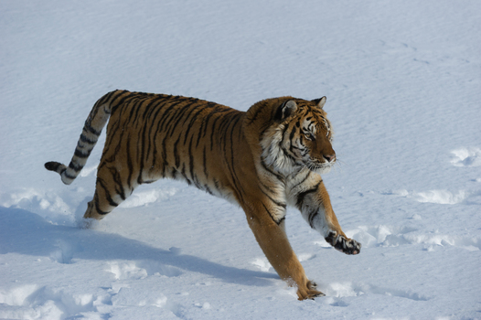 View of a Siberian tiger running through deep snow in a winter landscape USA.