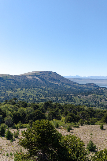 View of the landscape surrounding Alumine Lake and Volcan Batea Mahuida with lush green forests and araucaria trees under a clear blue sky in Neuquen Neuquen Province Argentina.