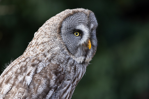 View of a Great Grey Owl with detailed grey plumage and yellow eyes against a soft green background in Selestat Grand Est France.