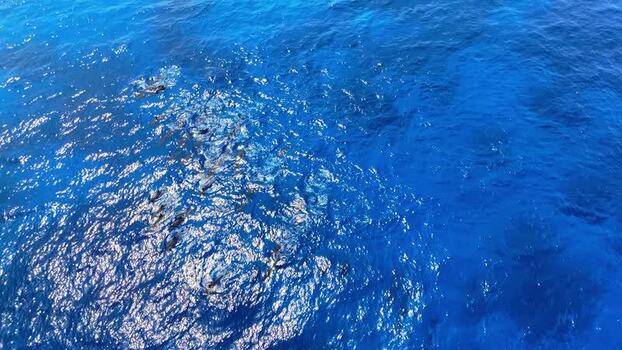 Aerial view of a pod of dolphins in the blue ocean United States.