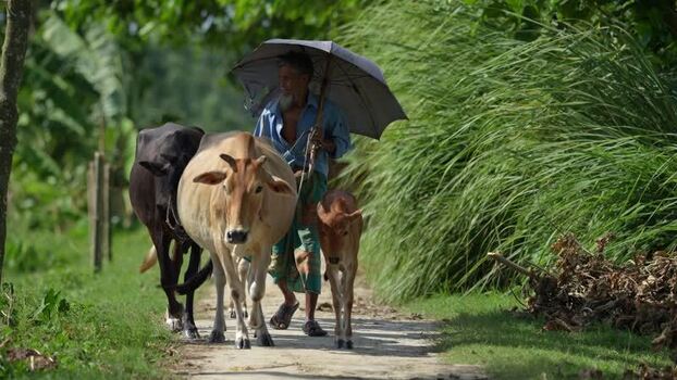 View of a man walking with cows under an umbrella Bangladesh. View of a man walking with cows under an umbrella Bangladesh.