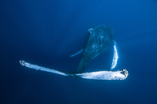 View of a humpback whale swimming in the deep blue waters of Magdalena Bay with its tail flukes and pectoral fins visible in Mexico.