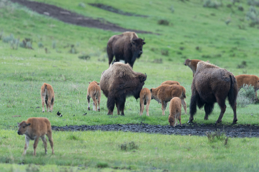 View of a herd of American bison with calves grazing in a lush green meadow in Yellowstone National Park Wyoming United States. View of a herd of American bison with calves grazing in a lush green meadow in Yellowstone National Park Wyoming United States.