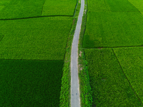 Aerial view of a narrow rural road passing through lush green rice fields and agricultural land under bright daylight Joypurhat Rajshahi Division Bangladesh.