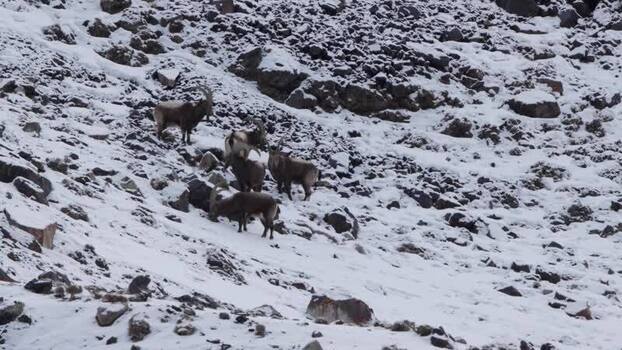 View of Himalayan Ibex in Khunjerab National Park Pakistan. View of Himalayan Ibex in Khunjerab National Park Pakistan.