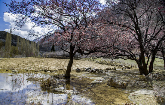 View of blooming apricot trees by a small stream and cultivated fields with mountains under a blue sky Gilgit Baltistan Pakistan.