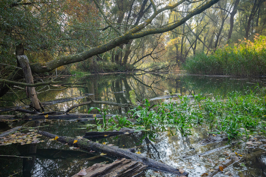 View of still waters reflecting the muted autumn palette amidst fallen logs and verdant reeds a scene of tranquil decay and vibrant life Bodiky Trnava Region Slovakia. View of still waters reflecting the muted autumn palette amidst fallen logs and verdant reeds a scene of tranquil decay and vibrant life Bodiky Trnava Region Slovakia.