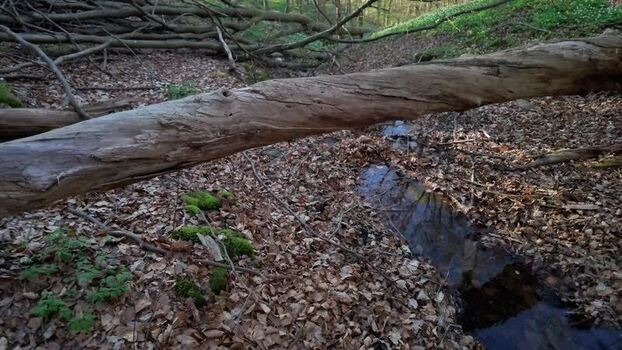View of a fallen tree trunk over a stream in Anggarden Sweden.