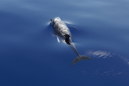 View of a bottlenose dolphin swimming near the surface of the deep blue Atlantic Ocean Madeira. View of a bottlenose dolphin swimming near the surface of the deep blue Atlantic Ocean Madeira.