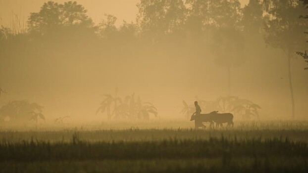 View of a farmer walking with cattle in the mist Bangladesh.