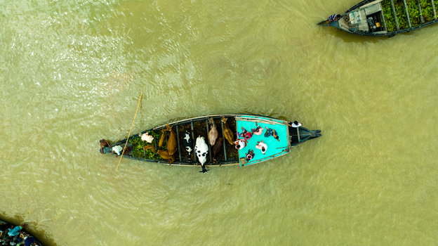 Aerial view of a wooden boat transporting cattle and people across the river near Baish Mowza Sarak Bazar in Nabinagar Chittagong Division Bangladesh. Aerial view of a wooden boat transporting cattle and people across the river near Baish Mowza Sarak Bazar in Nabinagar Chittagong Division Bangladesh.