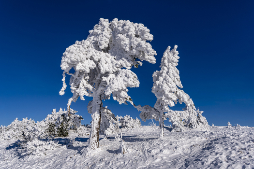 View of snow laden trees stand majestically against a vibrant blue sky creating a striking contrast of cold white and warm azure Sasbach Baden Württemberg Germany. View of snow laden trees stand majestically against a vibrant blue sky creating a striking contrast of cold white and warm azure Sasbach Baden Württemberg Germany.
