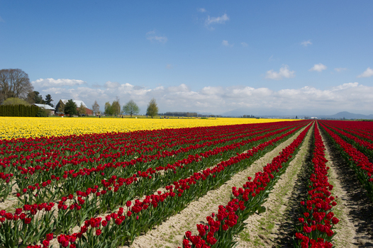 View of rows of vibrant red and yellow tulips stretching across a field under a clear blue sky in La Conner Washington United States.