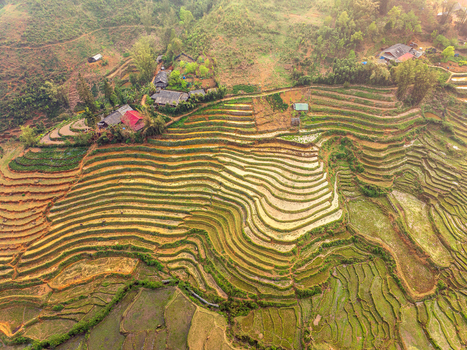 Aerial view of lush green and golden rice terraces carved into the mountainside with small rural houses nestled among the fields in Vietnam. Aerial view of lush green and golden rice terraces carved into the mountainside with small rural houses nestled among the fields in Vietnam.