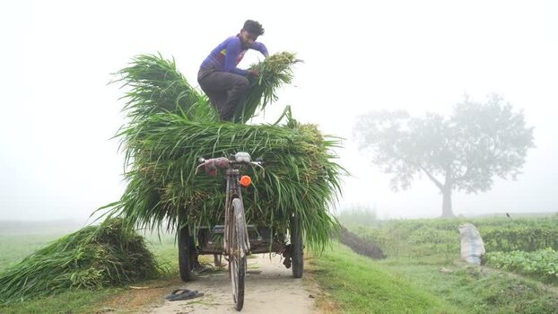 View of a man loading grass on a cart in Bogura Bangladesh. View of a man loading grass on a cart in Bogura Bangladesh.