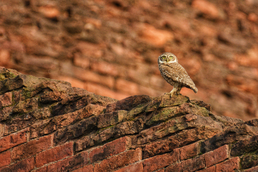 View of a serene owl perched atop weathered red bricks its gaze fixed against a backdrop of ancient architecture Rajshahi Rajshahi Division Bangladesh.