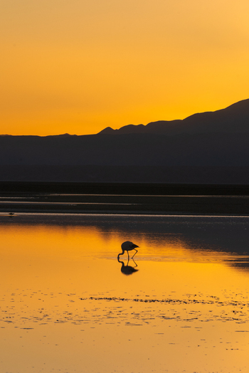 View of a lone flamingo reflected in the calm waters of Laguna Chaxa under a vibrant golden sunset sky and mountain silhouettes San Pedro de Atacama Antofagasta Chile. View of a lone flamingo reflected in the calm waters of Laguna Chaxa under a vibrant golden sunset sky and mountain silhouettes San Pedro de Atacama Antofagasta Chile.
