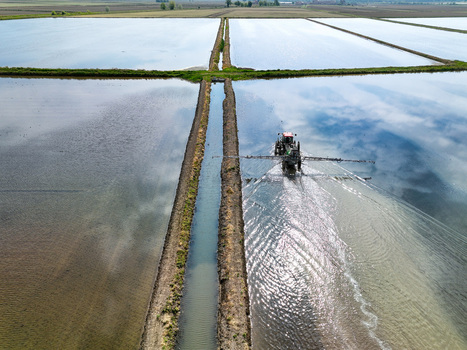 Aerial view of flooded rice fields with a tractor working in the water and sky reflections in Trino Piedmont Italy.