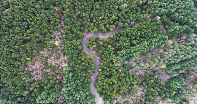 Aerial view of a winding road through the dense green forest Italy. Aerial view of a winding road through the dense green forest Italy.