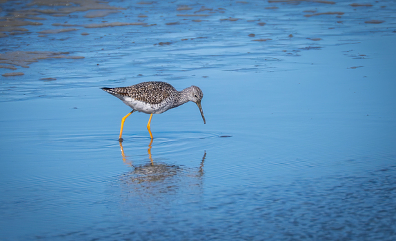 View of a Greater Yellowlegs shorebird standing in shallow water at the Edwin B. Forsythe National Wildlife Refuge in Galloway New Jersey United States. View of a Greater Yellowlegs shorebird standing in shallow water at the Edwin B. Forsythe National Wildlife Refuge in Galloway New Jersey United States.