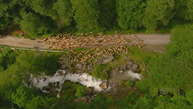 Aerial view of sheep flock on forest road Romania. Aerial view of sheep flock on forest road Romania.