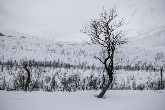 View of a lone bare tree standing in a deep snow covered field with misty mountains in the background Ersfjord Troms Norway. View of a lone bare tree standing in a deep snow covered field with misty mountains in the background Ersfjord Troms Norway.
