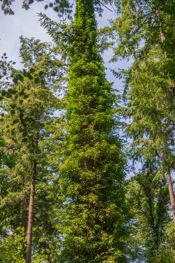 View of a tall tree completely covered in dense green ivy standing within the lush woodland of Deer Park in Looe Cornwall United Kingdom. View of a tall tree completely covered in dense green ivy standing within the lush woodland of Deer Park in Looe Cornwall United Kingdom.