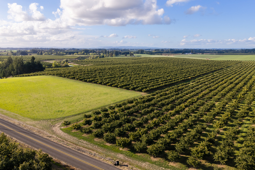 Aerial view of a hazelnut farm with rows of trees green fields and a rural road under a blue sky in Woodburn Oregon United States. Aerial view of a hazelnut farm with rows of trees green fields and a rural road under a blue sky in Woodburn Oregon United States.