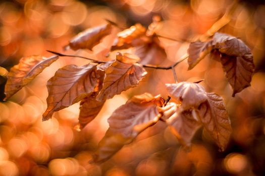View of brown autumn leaves on a branch with a soft bokeh background in Debrzno Pomeranian Voivodeship Poland. View of brown autumn leaves on a branch with a soft bokeh background in Debrzno Pomeranian Voivodeship Poland.
