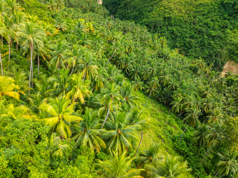 Aerial view of lush tropical forest with dense palm trees covering a steep hillside in Samboan Central Visayas Philippines.